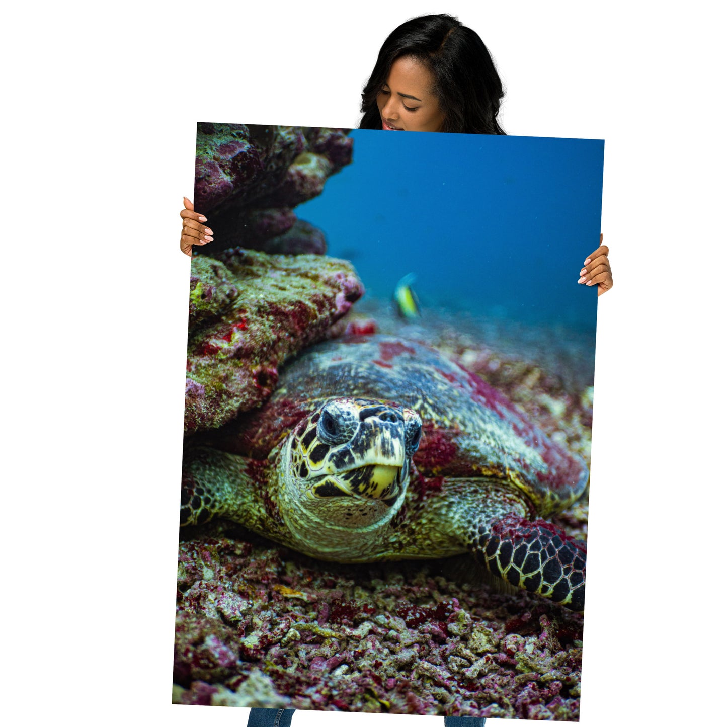 Turtle Adoption Package