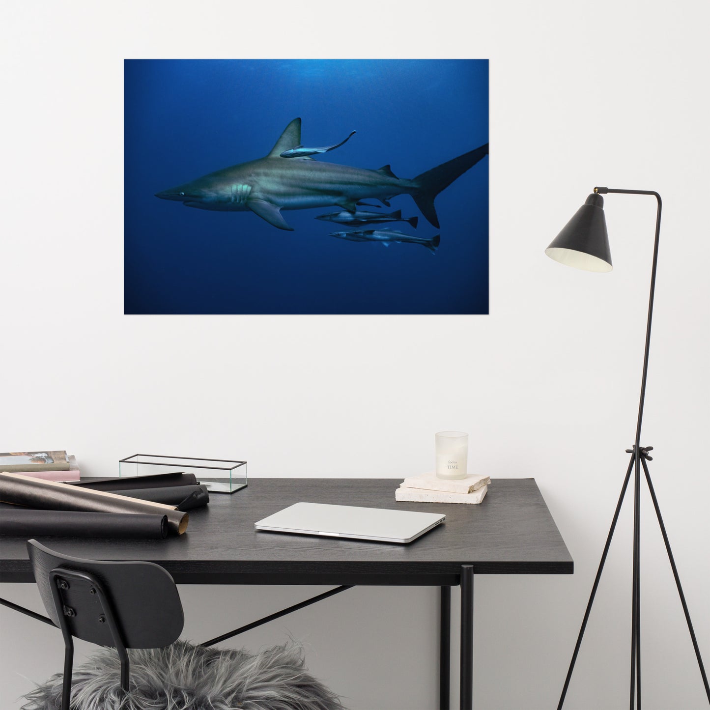 Shark Adoption Package