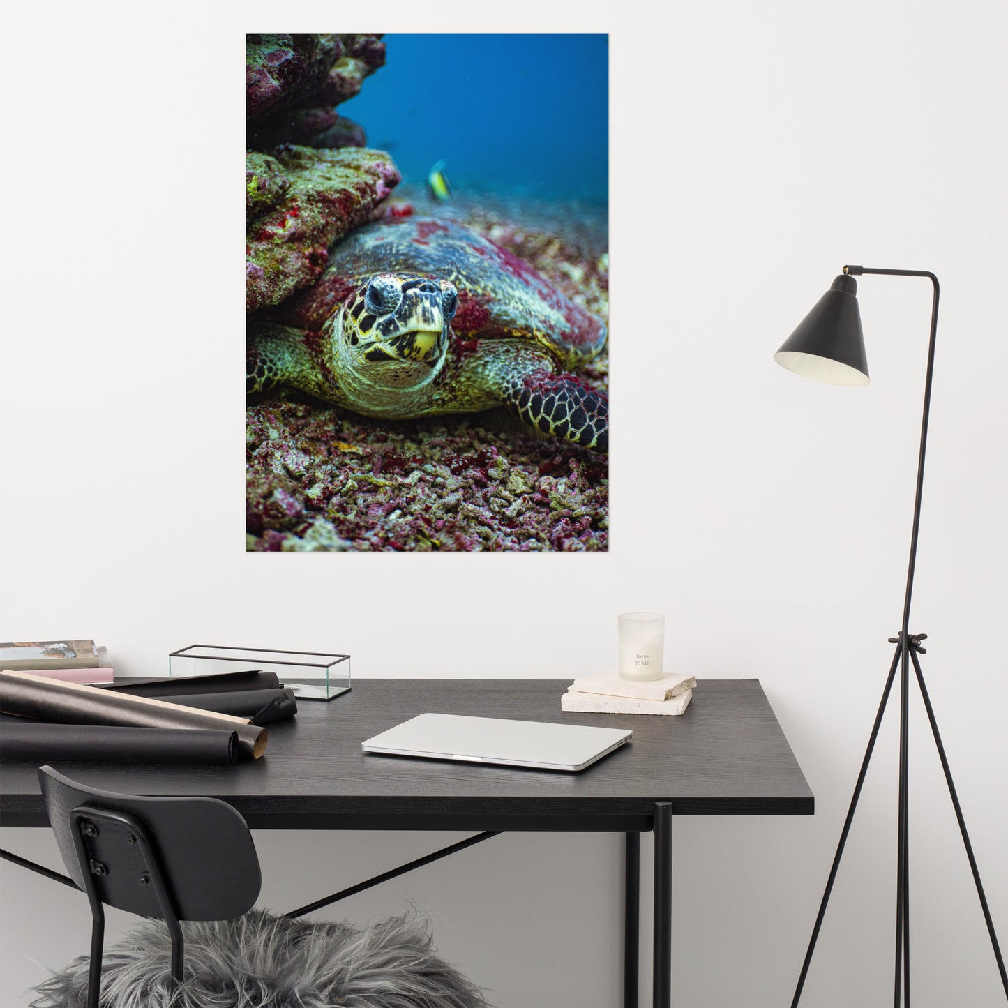 Turtle Adoption Package
