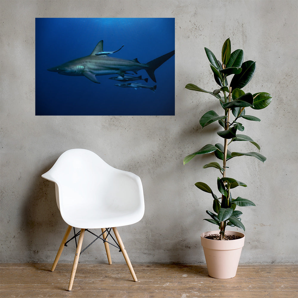 Shark Adoption Package